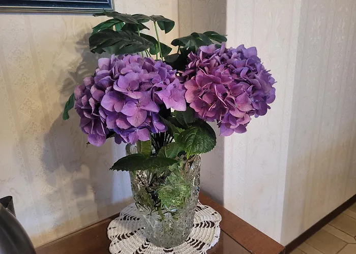 Проживание в семье Bella Vista *